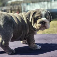 Rocky, a male English Bulldog for sale in Nashville, NC – 4 of 5