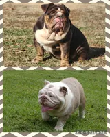 Lenny, a male English Bulldog for sale in Nashville, NC – 5 of 5