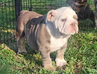 Penny, a female English Bulldog for sale in Nashville, NC – 2 of 3