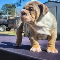 Lenny, a male English Bulldog for sale in Nashville, NC – 4 of 5
