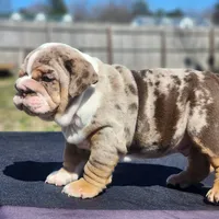 Lenny, a male English Bulldog for sale in Nashville, NC – 2 of 5