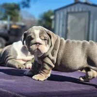 Rocky, a male English Bulldog for sale in Nashville, NC – 2 of 5
