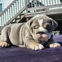 Rocky, a male English Bulldog for sale in Nashville, NC – 3 of 5