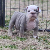 Penny, a female English Bulldog for sale in Nashville, NC – Photo 1 of 2