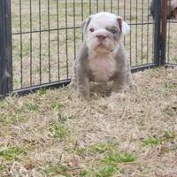 Penny, a female English Bulldog for sale in Nashville, NC – Photo 2 of 2