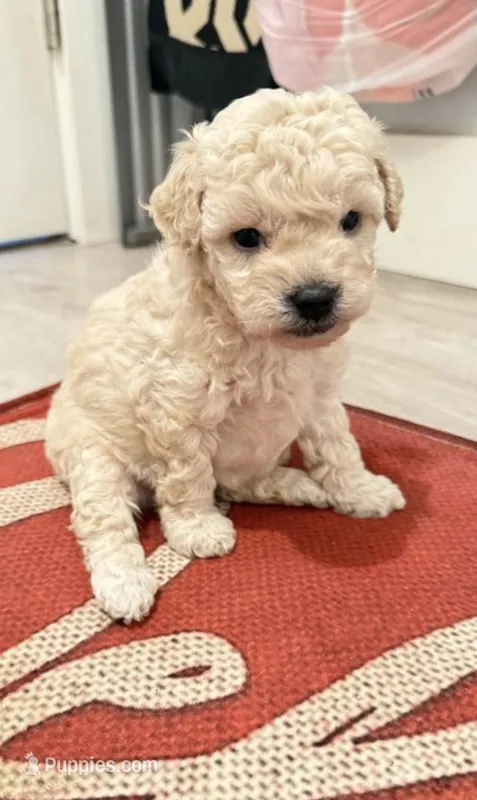 Baby Girl – Poodle - Toy  puppy for sale in Lincoln, CA