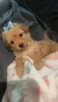 Toy poodle , a female Poodle - Toy  for sale in Lynwood, CA – 3 of 6