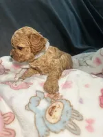 Toy poodle , a female Poodle - Toy  for sale in Lynwood, CA – 6 of 6