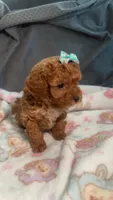 Toy poodle , a female Poodle - Toy  for sale in Lynwood, CA – 4 of 6