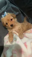 Quincy, a female Poodle - Toy  for sale in Lynwood, CA – 1 of 1