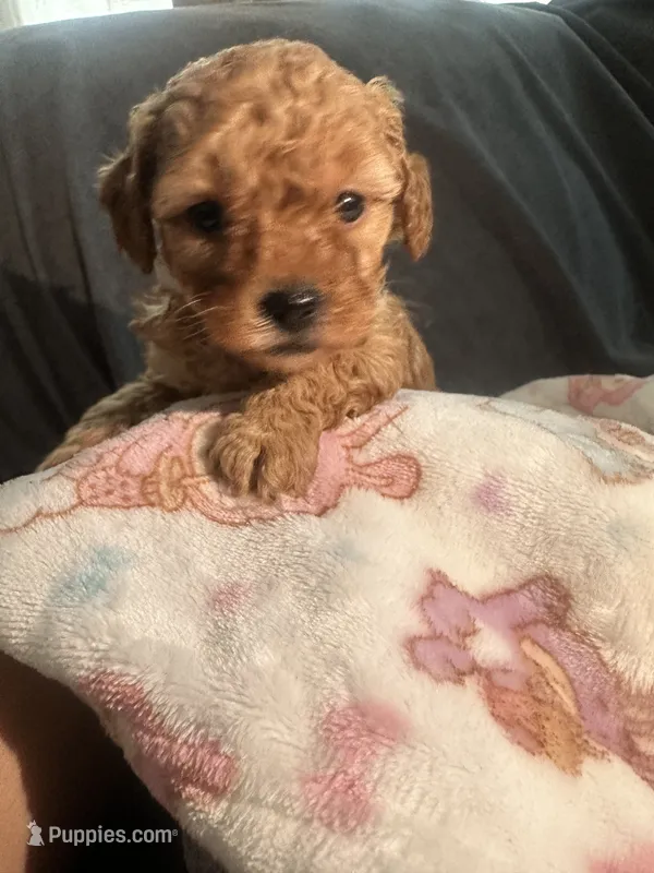 Boy poodle , a male Poodle - Toy  for sale in Lynwood, CA – 1 of 2