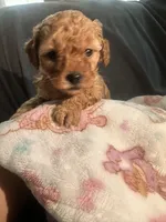 Boy poodle , a male Poodle - Toy  for sale in Lynwood, CA – 1 of 2