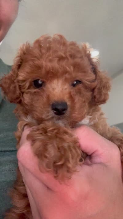 Small Girl toy poodle , a female Poodle - Toy  for sale in Lynwood, CA – 1 of 1