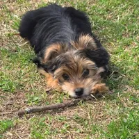 Olive, a female Yorkshire Terrier for sale in Denham Springs, LA – Photo 2 of 2