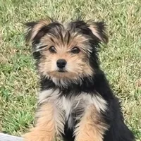 Olive, a female Yorkshire Terrier for sale in Denham Springs, LA – Photo 1 of 2