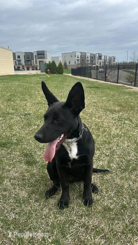 Rocko – Staffordshire Bull Terrier, Lancashire Heeler puppy for sale in Woodbury, MN