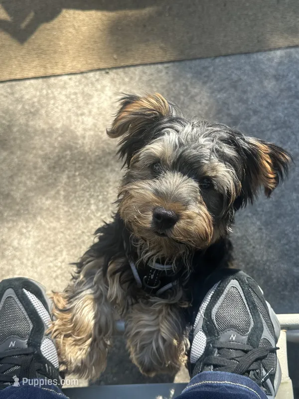 Mace – Yorkshire Terrier puppy for sale in South Bend, IN