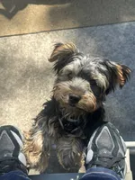 Mace, a male Yorkshire Terrier for sale in South Bend, IN – 1 of 5