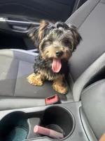 Mace, a male Yorkshire Terrier for sale in South Bend, IN – 5 of 5