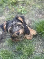 Mace, a male Yorkshire Terrier for sale in South Bend, IN – 2 of 5