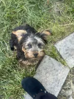 Mace, a male Yorkshire Terrier for sale in South Bend, IN – 4 of 5