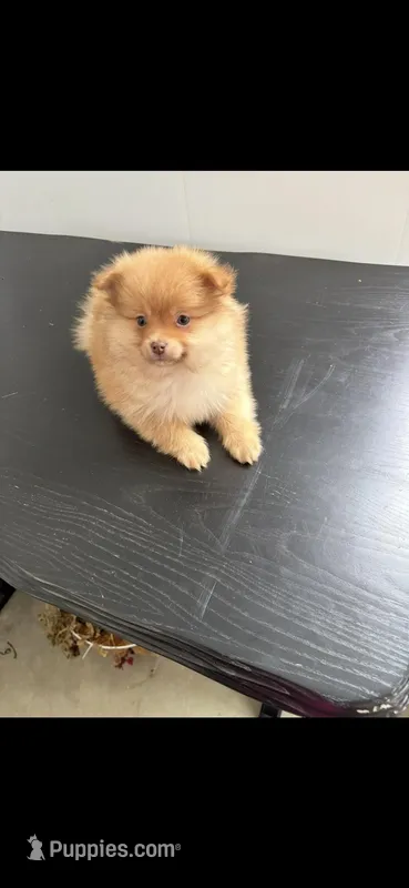 Charlie, a male Pomeranian for sale in Dowagiac, MI – Photo 1 of 1