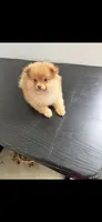 Charlie, a male Pomeranian for sale in Dowagiac, MI – 1 of 1