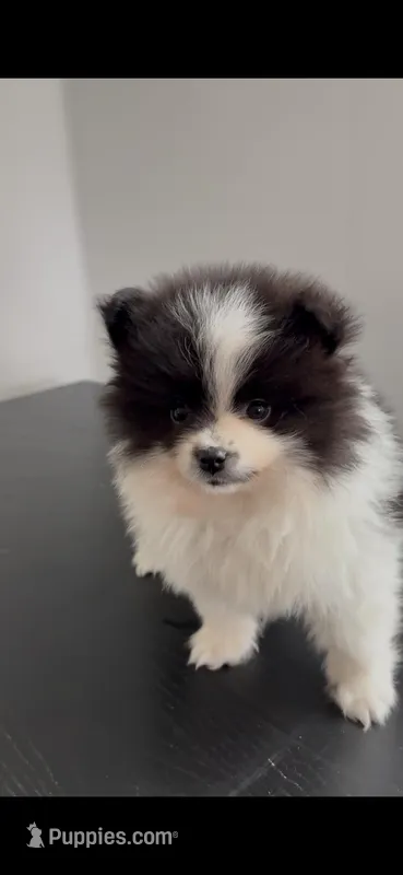 Buddy – Pomeranian puppy for sale in Dowagiac, MI