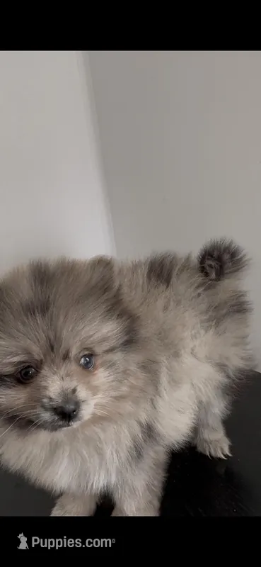 Max – Pomeranian puppy for sale in Dowagiac, MI