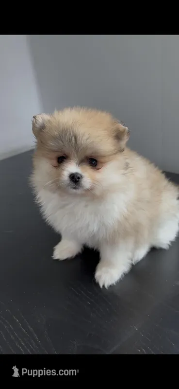 Poppy – Pomeranian puppy for sale in Dowagiac, MI