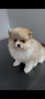 Poppy, a female Pomeranian for sale in Dowagiac, MI – 1 of 1