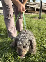 Izzie, a female Bernedoodle for sale in Dowagiac, MI – Photo 2 of 2