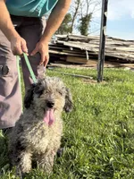 Izzie, a female Bernedoodle for sale in Dowagiac, MI – Photo 1 of 2