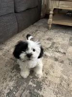 Milo, a male Mal Shi for sale in Greenville, NC – Photo 5 of 5