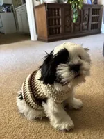 Milo, a male Mal Shi for sale in Greenville, NC – Photo 4 of 5