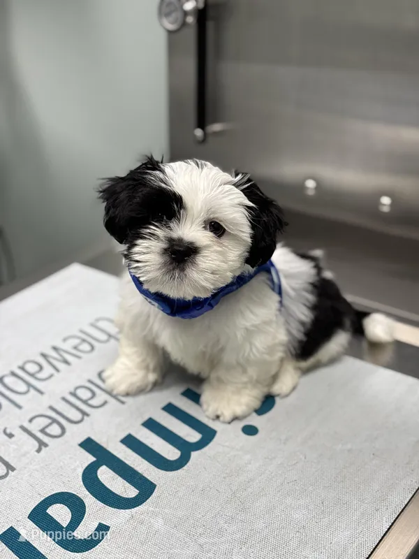Milo, a male Mal Shi for sale in Greenville, NC – Photo 1 of 5