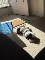 Milo, a male Mal Shi for sale in Greenville, NC – Photo 3 of 5