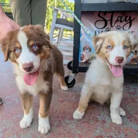 Jasmine3Boy5 RTM+NBT+Blue Eye CHIC-OFAs-DNA-AKC titled parents, a male Australian Shepherd for sale in South Hill, VA – 5 of 10