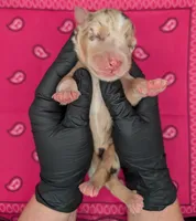 Quinn5Girl1- RMF,LONG tail, blue eyes🤞CHIC-OFA-DNA-AKC Titled Parents, a female Australian Shepherd for sale in South Hill, VA – 9 of 9