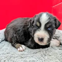 Jasmine3Boy6 BTM+LongTail+BlueEyes🤞 CHIC-OFAs-DNA-AKC titled parents, a male Australian Shepherd for sale in South Hill, VA – 2 of 10