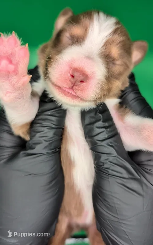 Jasmine3Boy4- RTM,NBT,CHIC/OFAs/DNA/AKC titled, blue eyes likely – Australian Shepherd puppy for sale in South Hill, VA