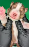Jasmine3Boy4- RTM,NBT,CHIC/OFAs/DNA/AKC titled, blue eyes likely, a male Australian Shepherd for sale in South Hill, VA – 1 of 7