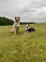 GRACE(Pepper1Girl2) and OSCAR, a female Australian Shepherd for sale in South Hill, VA – 5 of 10
