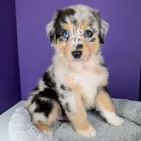 Jasmine3Boy1 BMM+NBT+Blue Eyes🤞 CHIC-OFAs-DNA-AKC titled, a male Australian Shepherd for sale in South Hill, VA – 10 of 10