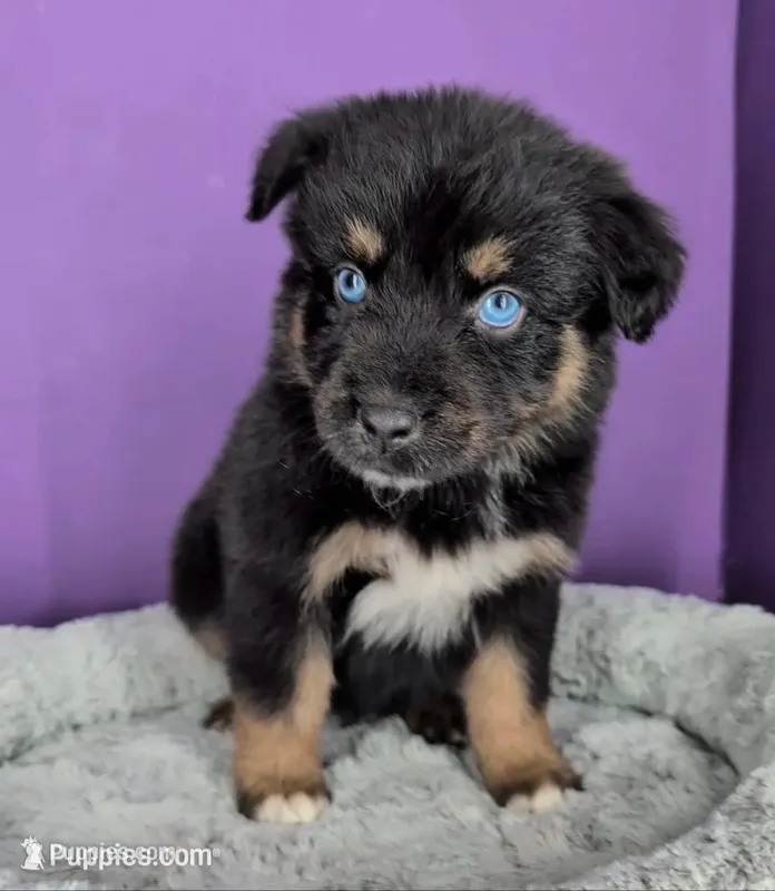 Remi4Boy4- BTM, LONG tail, blue eyes 🤞 CHIC-OFA-DNA-AKC Titled Parents – Australian Shepherd puppy for sale in South Hill, VA