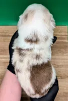 Jasmine3Girl2 RMF+NBT+Blue Eyes🤞 CHIC-OFAs-DNA-AKC titled, a female Australian Shepherd for sale in South Hill, VA – 10 of 10