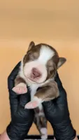 Remi4Boy3- RTM, LONG tail, blue eyes 🤞 CHIC-OFA-DNA-AKC Titled Parents, a male Australian Shepherd for sale in South Hill, VA – 4 of 10