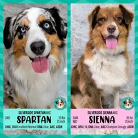 JASMINE + SPARTAN Pups due 6/22/26 JOIN THE WAITLIST!!, a  Australian Shepherd for sale in South Hill, VA – 3 of 10
