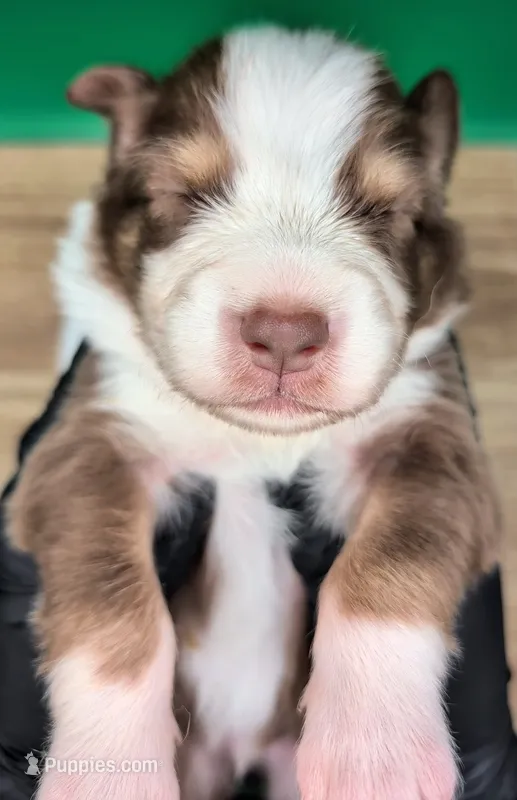 Jasmine3Boy5 RTM+NBT+Blue Eyes🤞 CHIC-OFAs-DNA-AKC titled parents – Australian Shepherd puppy for sale in South Hill, VA