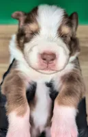 Jasmine3Boy5 RTM+NBT+Blue Eyes🤞 CHIC-OFAs-DNA-AKC titled parents, a male Australian Shepherd for sale in South Hill, VA – 1 of 10